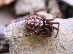 Steatoda incomposita