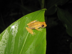 Dendropsophus branneri