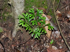 Selaginella intermedia