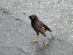 Acridotheres tristis