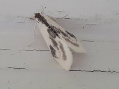 Cliniodes ostreonalis