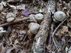 Tricholoma acris