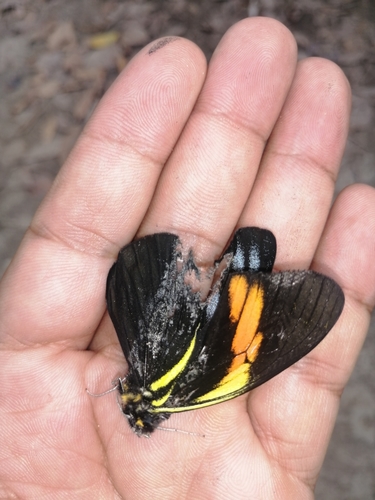 Photo of Northern Surprising-White (Pereute charops)