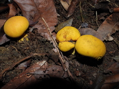 Scleroderma sinnamariense