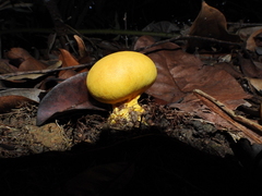 Scleroderma sinnamariense