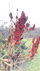 Rhus typhina