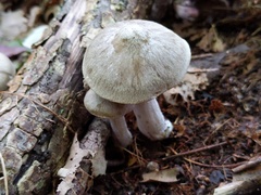 Tricholoma acris