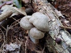 Tricholoma acris
