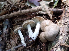 Tricholoma acris