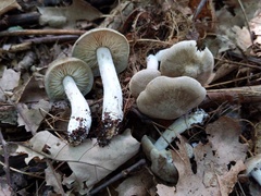 Tricholoma acris