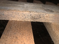 Arachnida