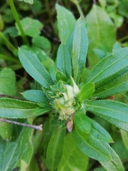 Dasineura aparines