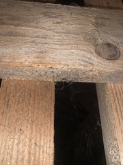 Arachnida
