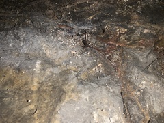 Arachnida