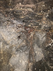 Arachnida