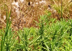 Achillea ochroleuca