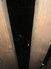 Pholcidae