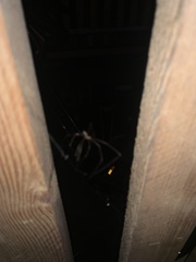 Pholcidae