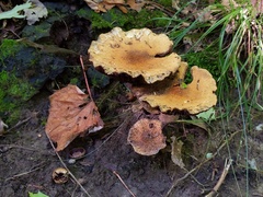 Lacrymaria echiniceps