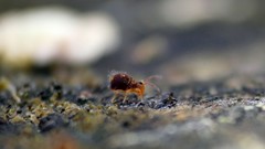 Dicyrtomina ornata