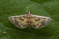 Eurrhyparodes tricoloralis