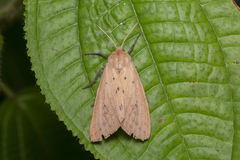 Spilosoma cervina