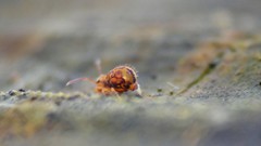Dicyrtomina ornata