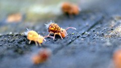 Dicyrtomina ornata