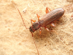 Dendrophagus crenatus