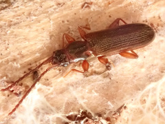 Dendrophagus crenatus