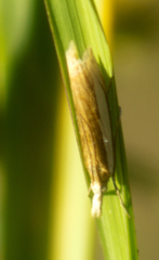 Crambus praefectellus