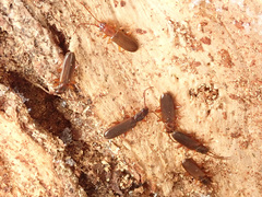 Dendrophagus crenatus