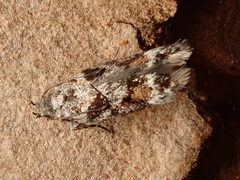 Caryocolum junctella