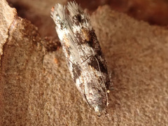 Caryocolum junctella