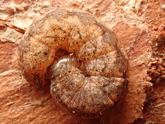 Polia nebulosa