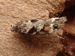 Caryocolum junctella