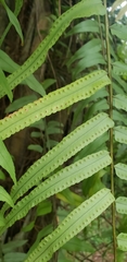 Nephrolepis