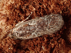 Agonopterix hypericella