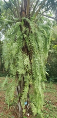 Nephrolepis