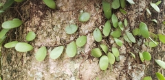 Pyrrosia adnascens