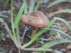 Agaricales