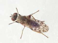 Pherbellia schoenherri