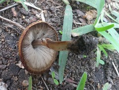 Agaricales
