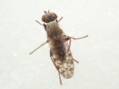 Pherbellia schoenherri