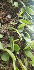 Pyrrosia adnascens