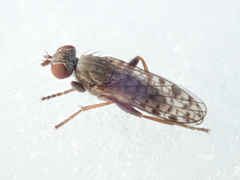 Pherbellia schoenherri