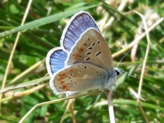 Polyommatus dorylas