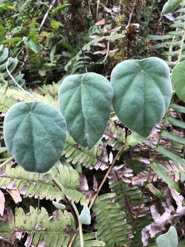 Velvetleaf (Cissampelos pareira)