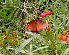 Danaus gilippus