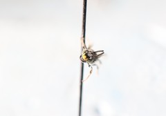 Protandrena albitarsis